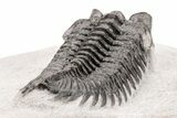 Coltraneia Trilobite Fossil - Huge Faceted Eyes #210393-4